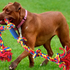 Best Outdoor Activities with Large Dogs: Maximizing Fun with BLINCOO Large Tug of War Dog Rope Toy