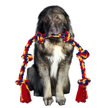 Bernese mountain dog pictured with the BLINCOO rope