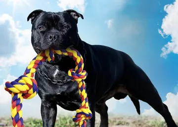 Black Cane Corso with a BLINCOO rope against a blue sky