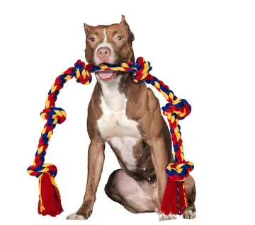 Brown dog holding a BLINCOO rope on a studio background
