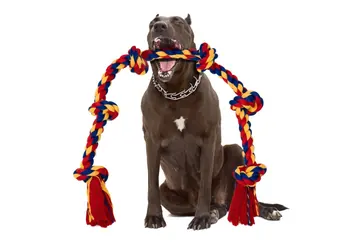Brown dog pictured with a BLINCOO rope