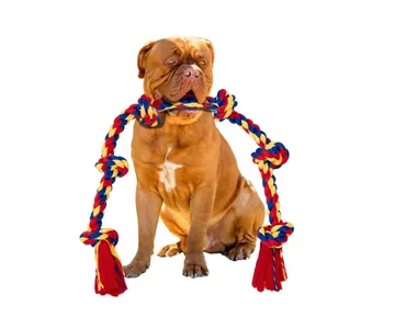 Brown dog pictured with the BLINCOO rope on a studio background