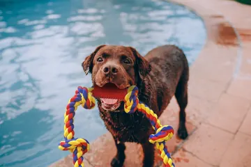 Brown dog with a BLINCOO rope near a pool