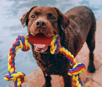 Brown dog holding a BLINCOO rope near water