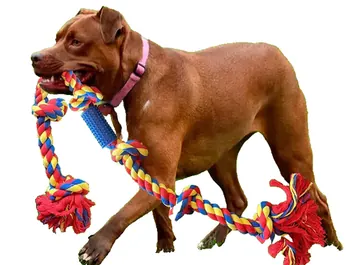 Brown mastiff holding a BLINCOO rope