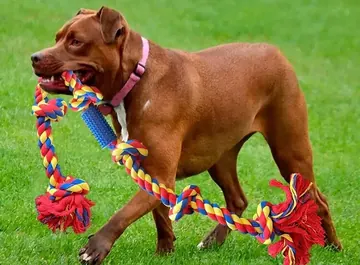 Brown mastiff with a BLINCOO rope on grass