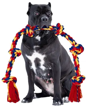 Cane Corso pictured with the BLINCOO rope