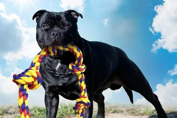 Cane Corso holding a BLINCOO rope outdoors