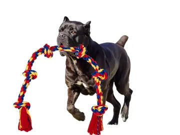 Cane Corso running with the BLINCOO rope