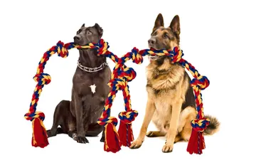 Cane Corso and shepherd with BLINCOO ropes