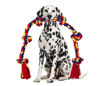 Dalmatian pictured with the BLINCOO rope