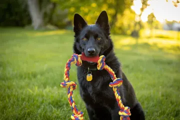 Dark shepherd holding a BLINCOO rope outdoors