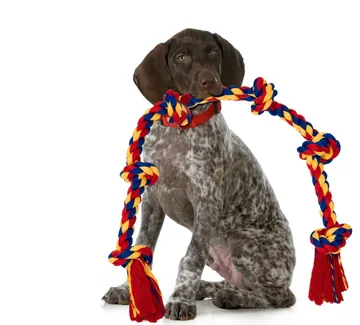 German pointer holding a BLINCOO rope