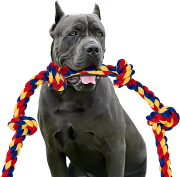 Gray Cane Corso holding a BLINCOO rope on a white background