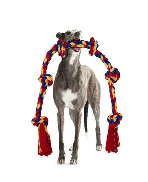 Gray dog holding the BLINCOO rope on a studio background