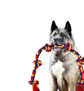 Husky holding a BLINCOO rope on a studio background