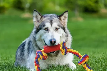 Husky holding a BLINCOO rope on grass