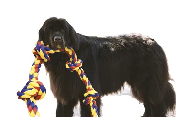 Large black dog holding a BLINCOO rope outdoors