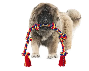 Large shaggy dog pictured with a BLINCOO rope