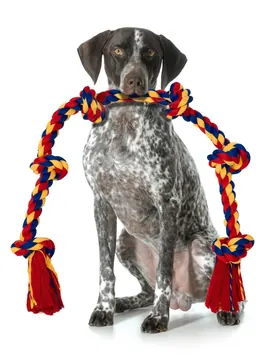 Pointer pictured with the BLINCOO rope