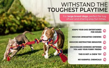 BLINCOO promotional image of dogs playing tug