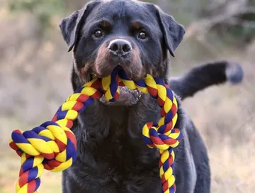 Rottweiler holding a colorful BLINCOO rope outdoors