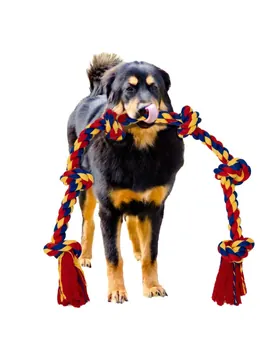 Rottweiler pictured with the BLINCOO rope