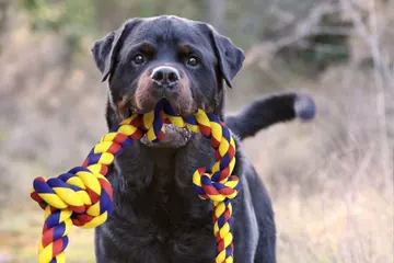 Rottweiler with a BLINCOO rope on a natural background