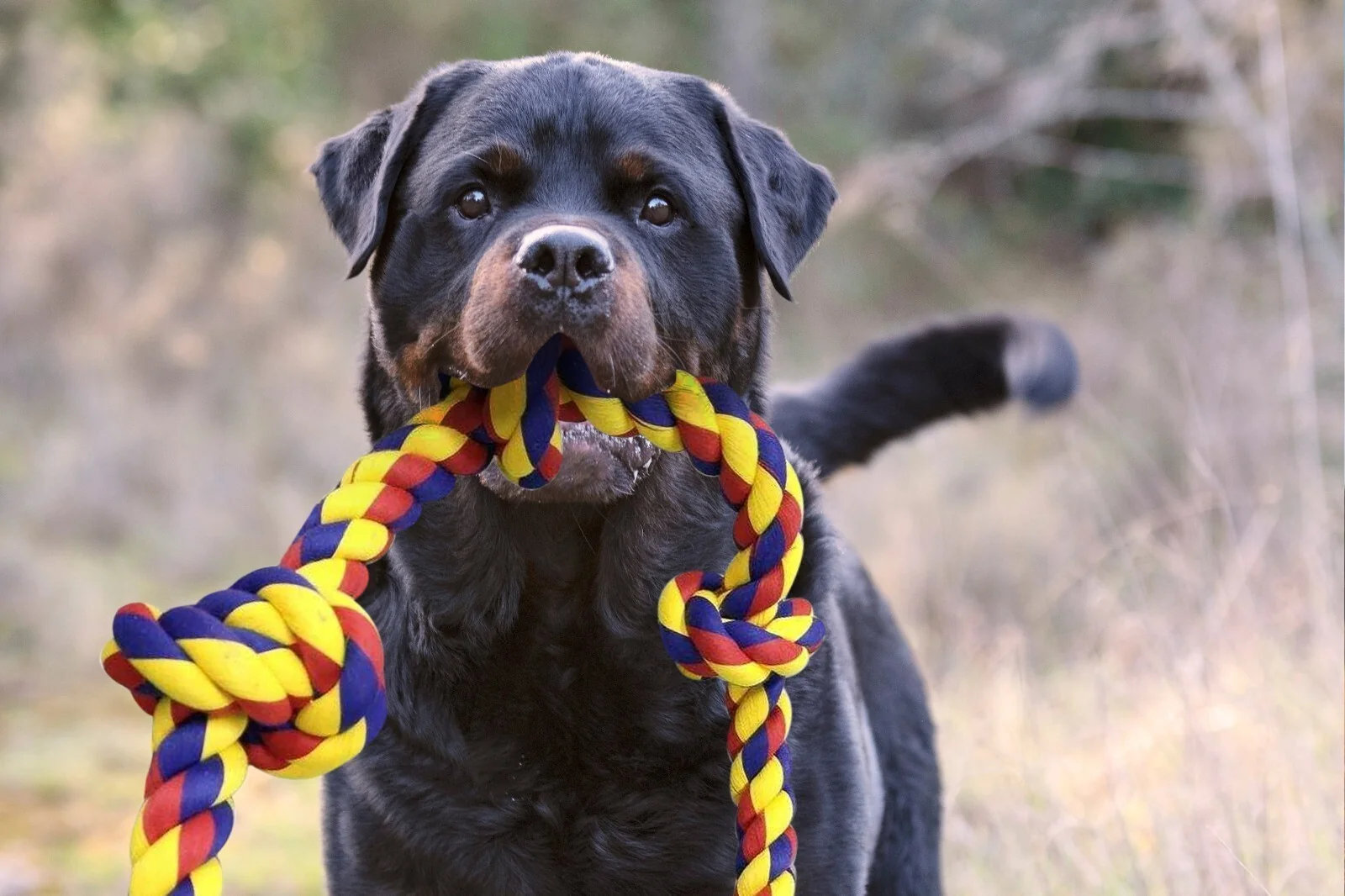 Rottweiler holding the colorful BLINCOO Elite rope outdoors