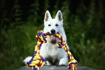 White shepherd holding a BLINCOO rope outdoors