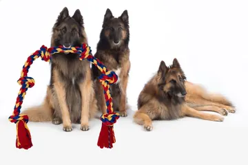 Three shepherds pictured with the BLINCOO rope