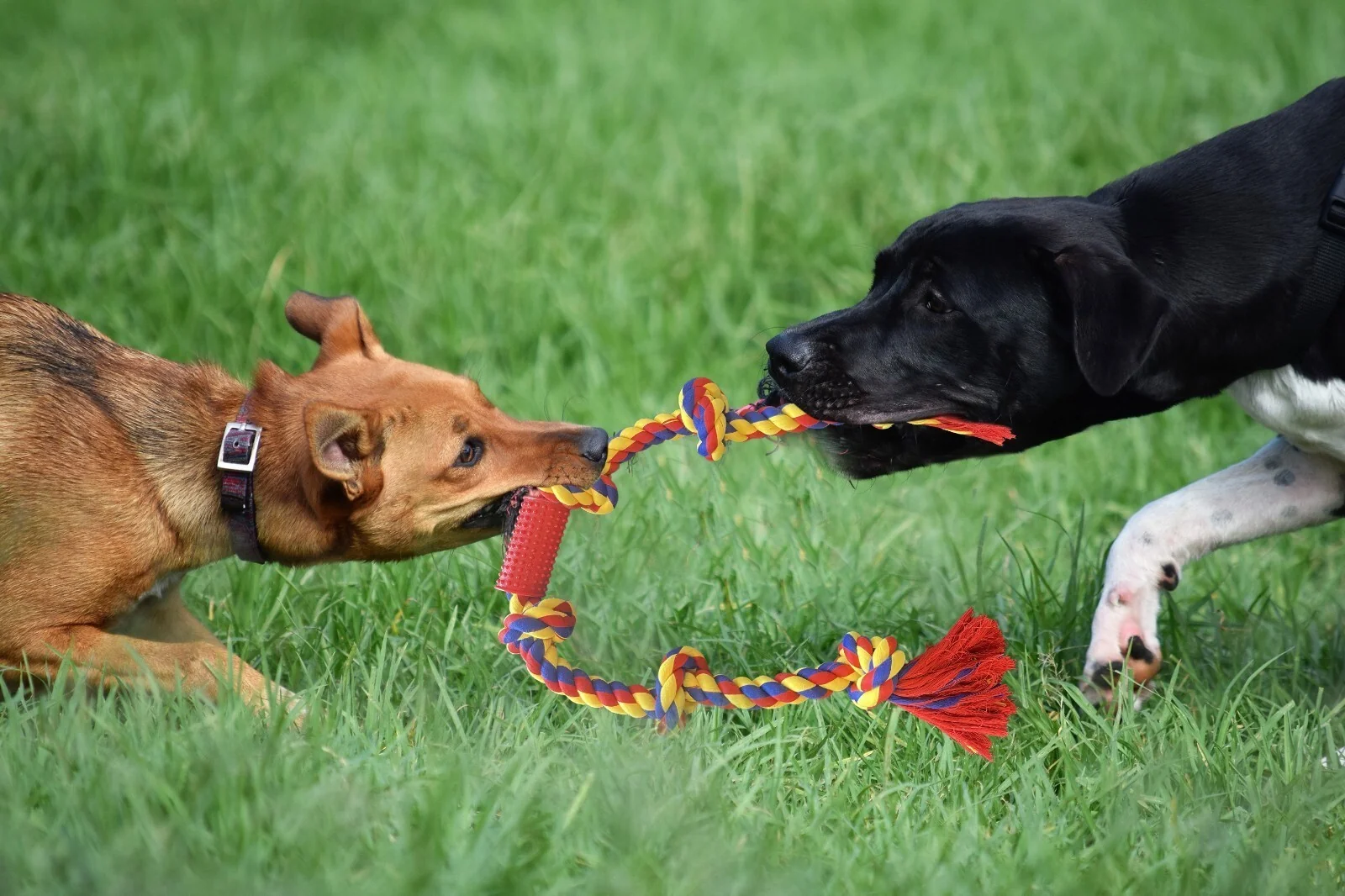 Two dogs sharing the BLINCOO rope during a game of tug on grass