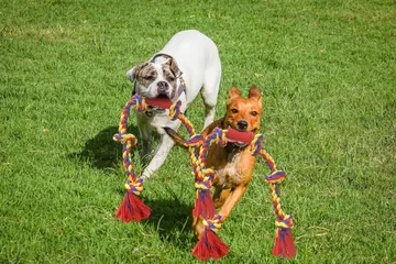 Two dogs with BLINCOO ropes on grass