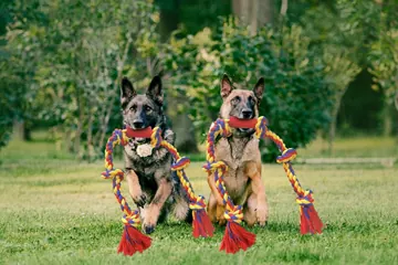 Two German shepherds with BLINCOO ropes outdoors