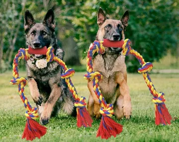 Two German shepherds with BLINCOO ropes on grass