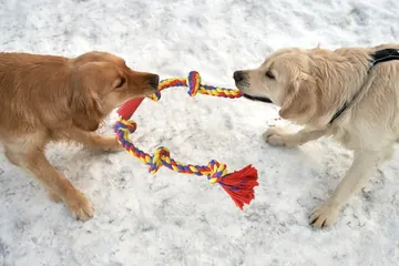 Two golden retrievers with a rope in the snow