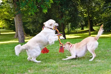 Two golden retrievers with a tug rope outdoors