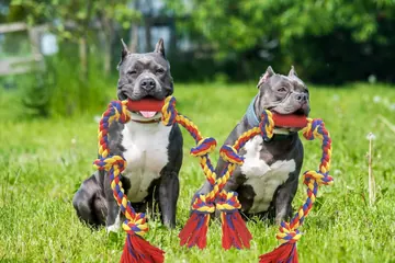 Two gray dogs with BLINCOO ropes on grass
