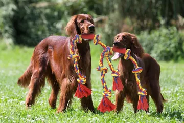 Two Irish setters with BLINCOO ropes