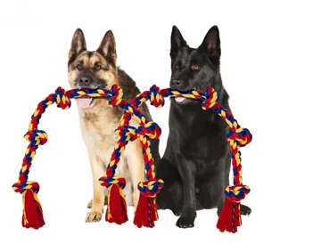 Two shepherds holding BLINCOO ropes